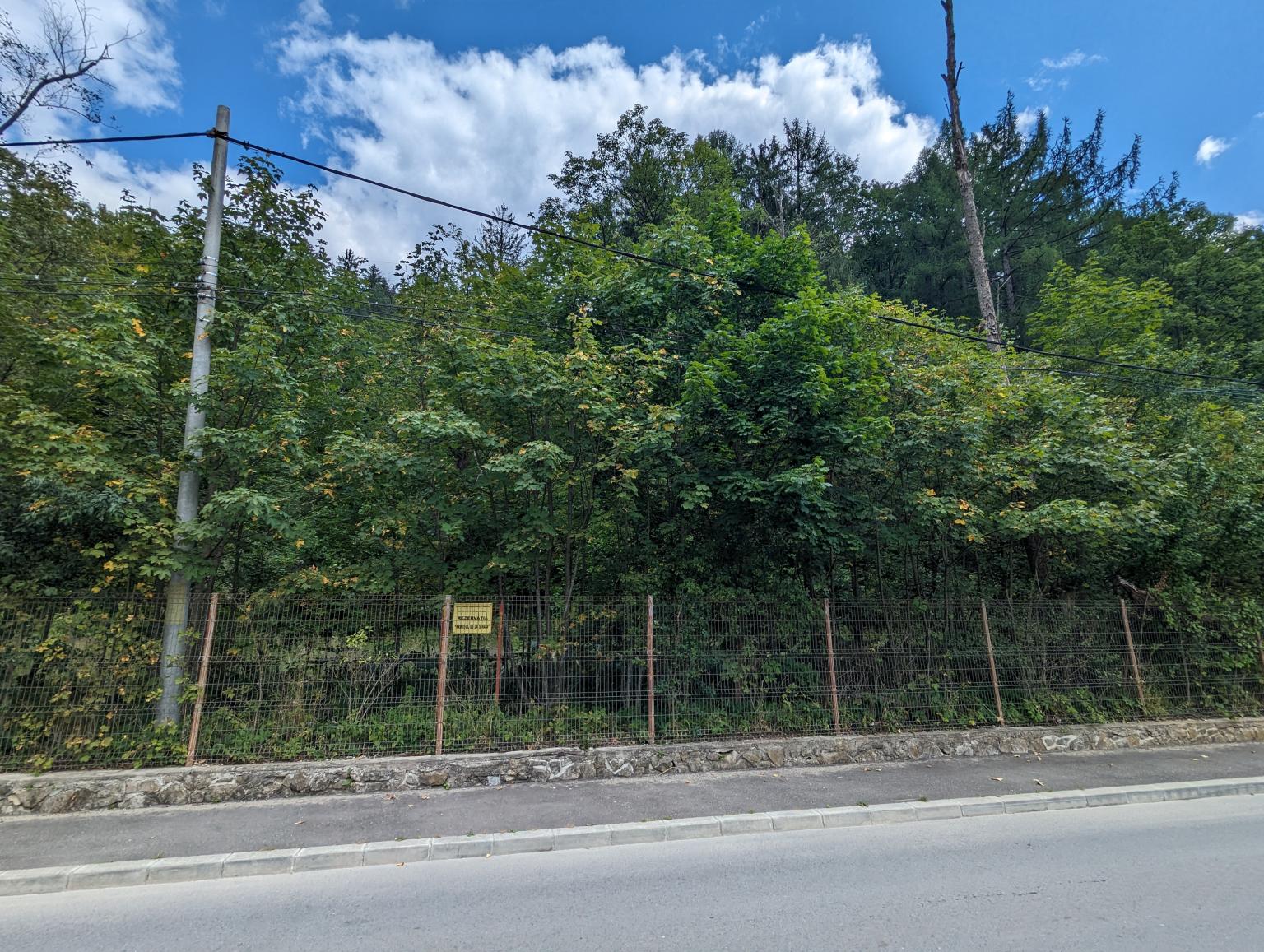 Arinișul de la Sinaia-Cumpătul