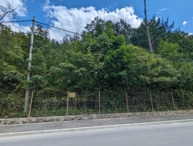 Arinișul de la Sinaia-Cumpătul